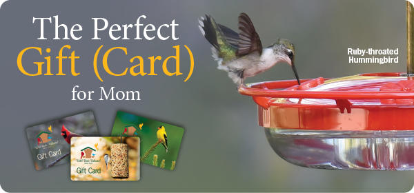 Give the Gift of Bird Feeding