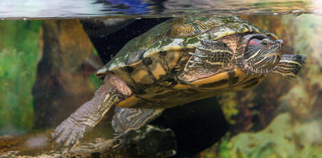 turtle