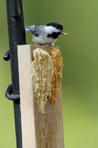 Chickadee on Bark Butter