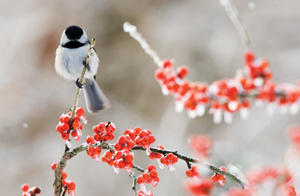 Chickadee