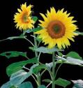 SeedBallzSunflowers2_4c