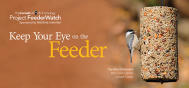 EDU Project FeederWatch Chickadee USA 1610E