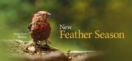 PROMO Foods For Molting 2107P